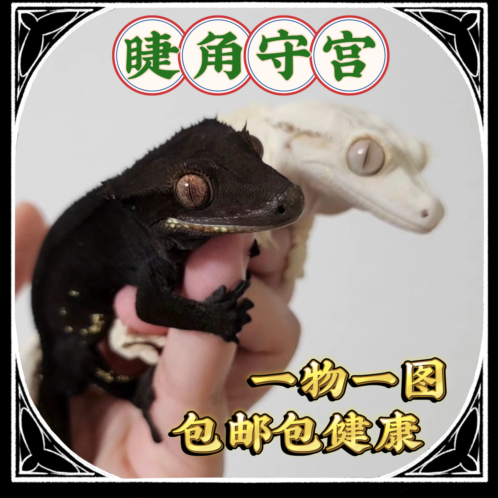 爬宠活体睫角守宫