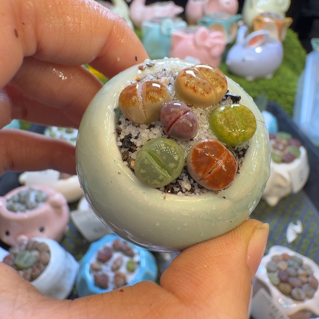 多肉植物福利冲601