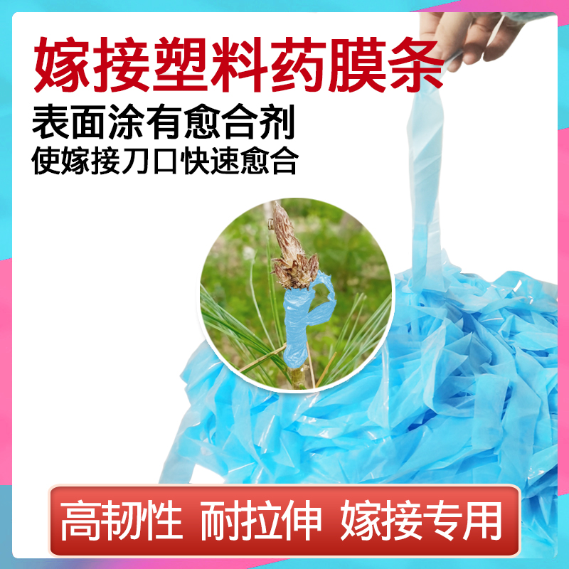 红松嫁接嫁接药条