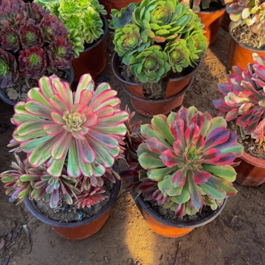 白月光9.9➕洛神9.9