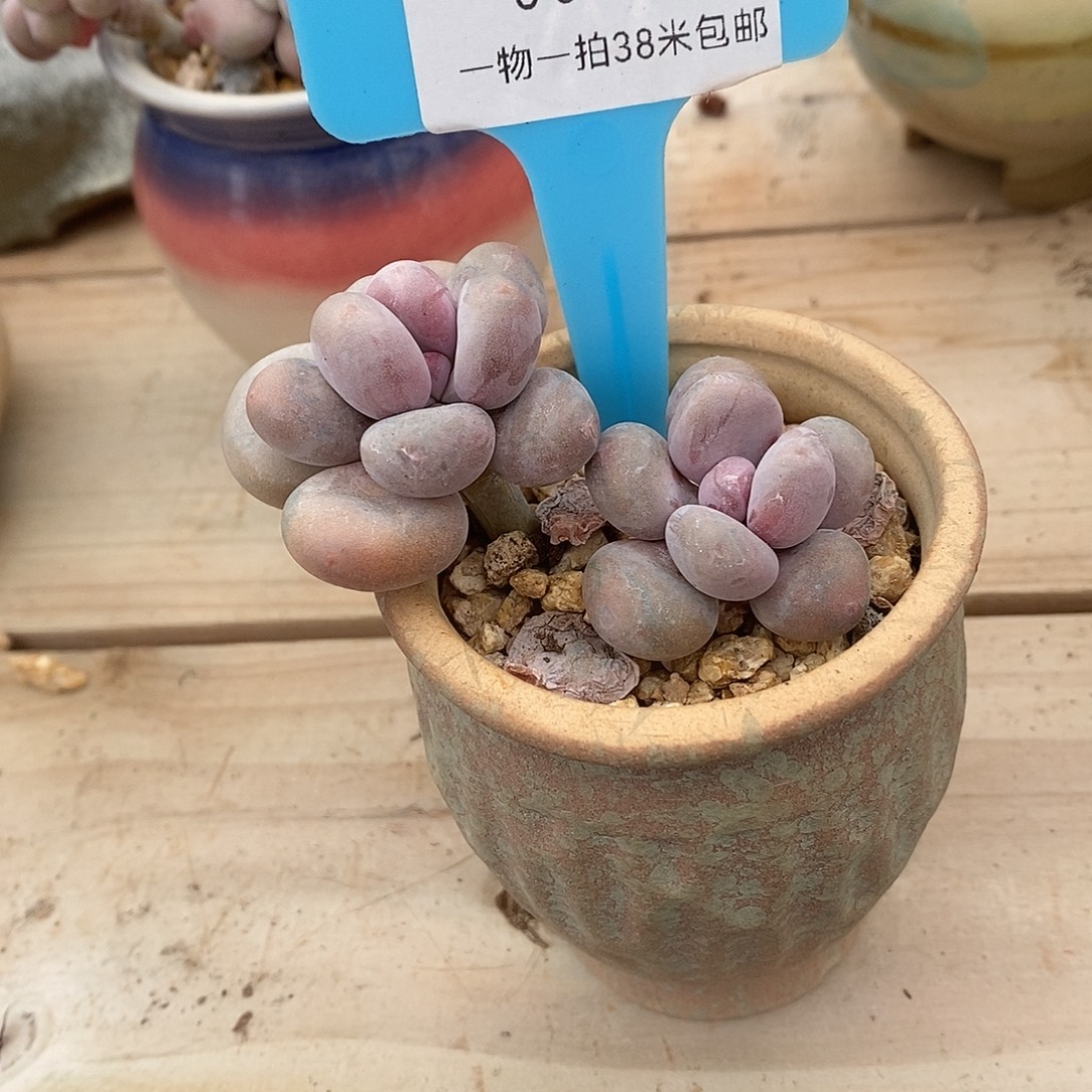 277天莉莉璐璐璐璐璐璐