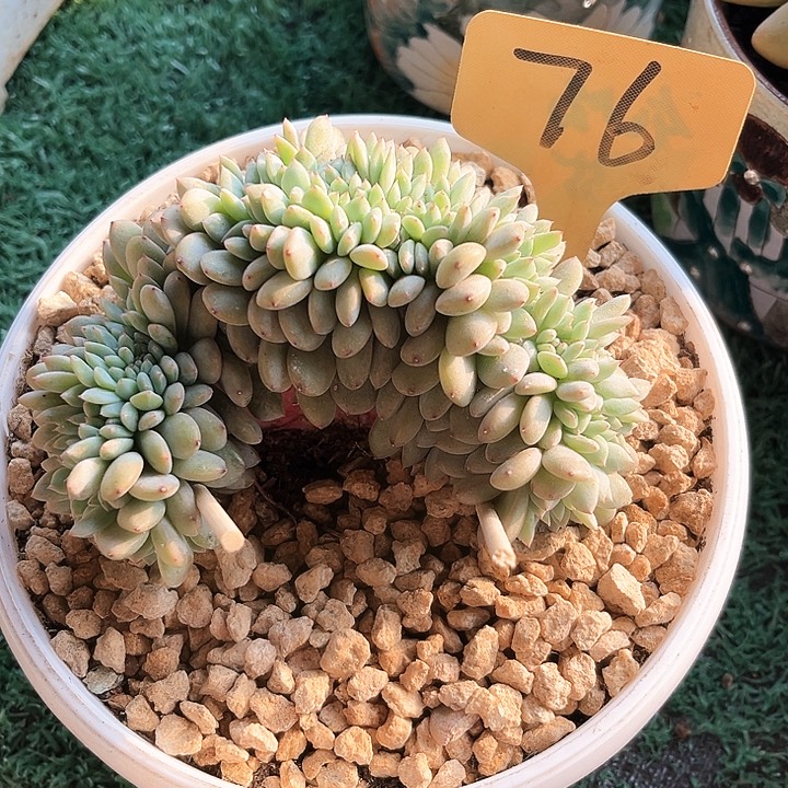 星驯缀化76号码牌子的话