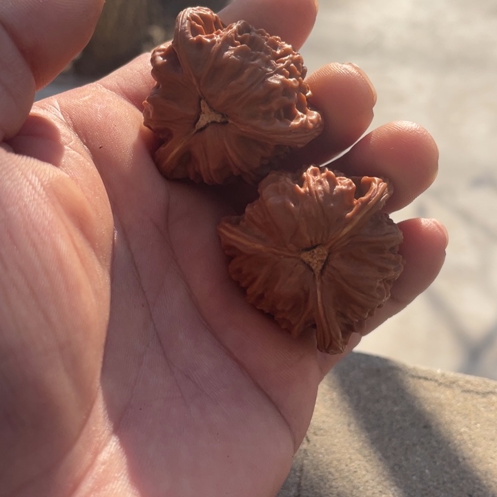 *****文玩核桃吊坠三棱三棱三棱三棱