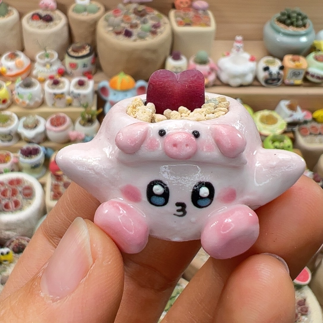 多肉植物102号拇指盆