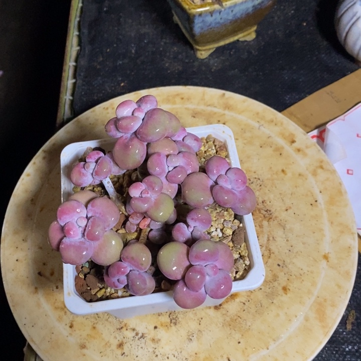 腰子桃蛋一物一拍