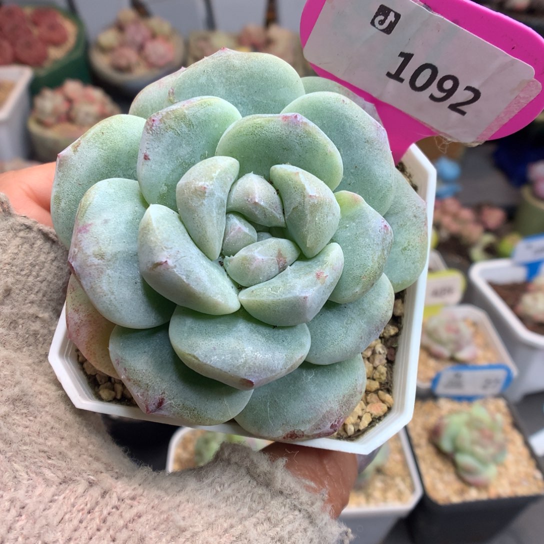 1092冰玉石化多肉植物