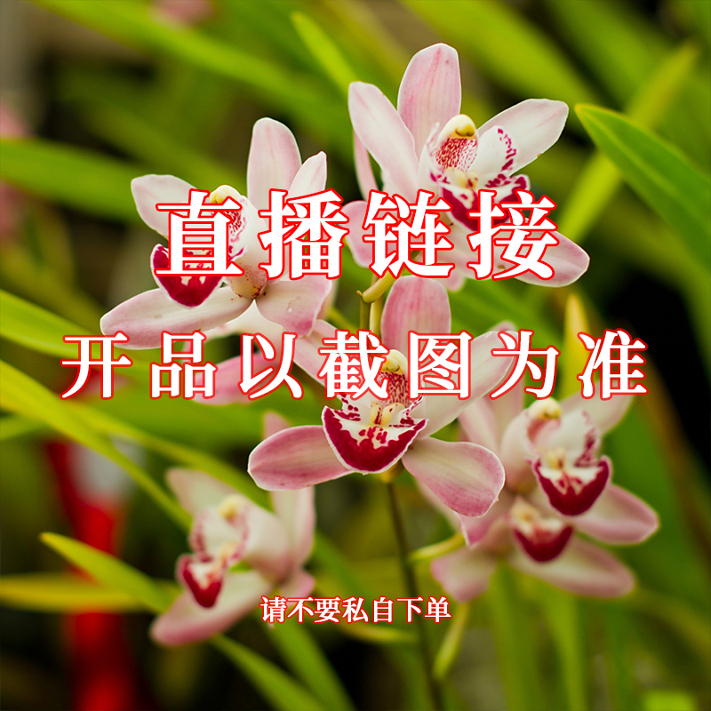 7兰馨园兰花草绿植花卉直播 基地发货一物一拍