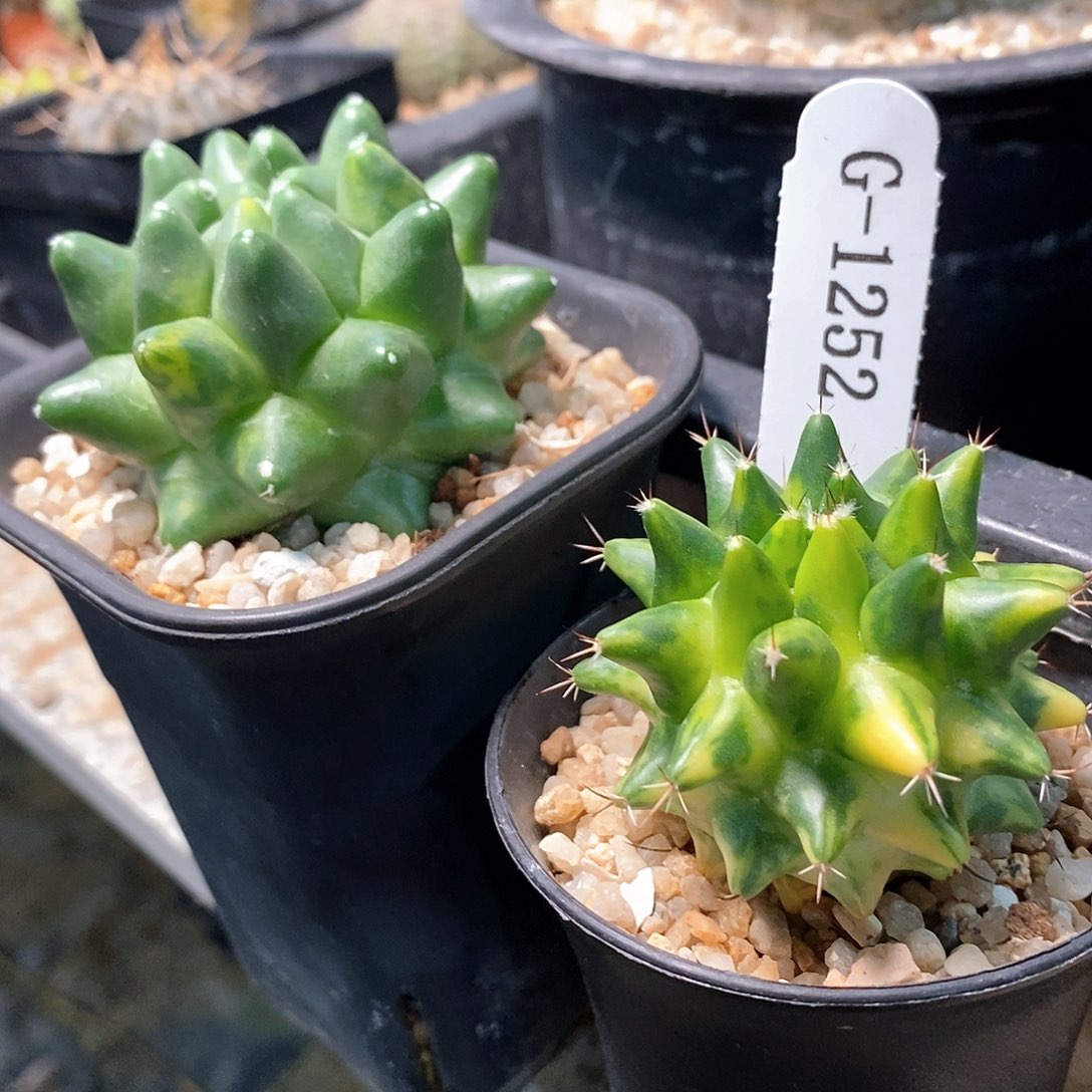 光***行G1252花有转盘仙人球