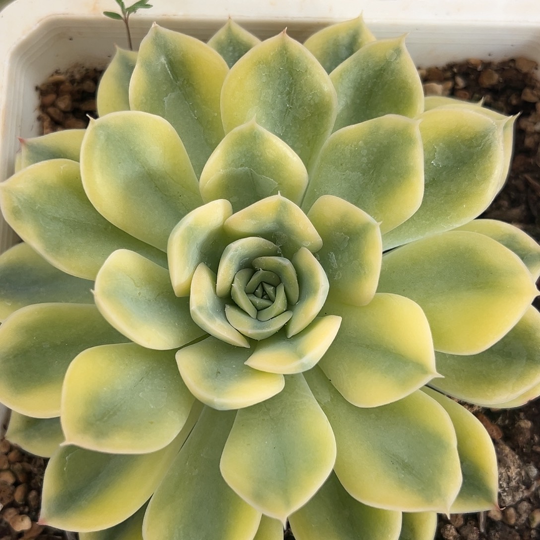 荷花锦多肉植物锦