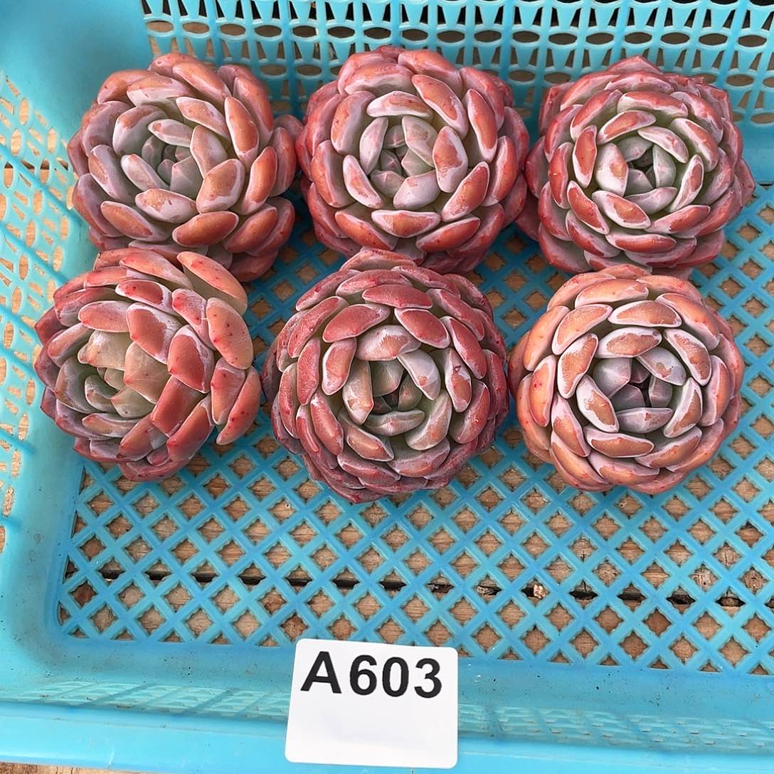 603多肉植物多肉植物