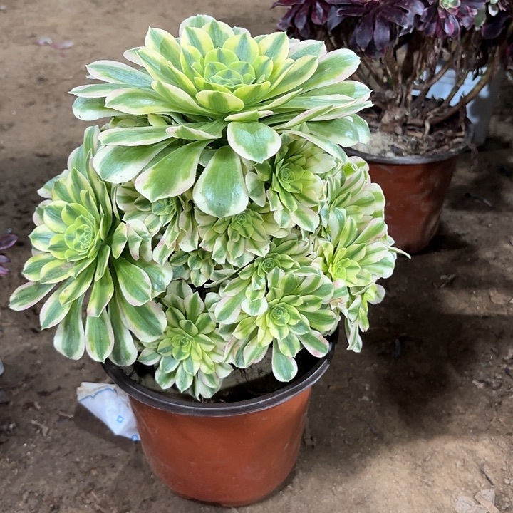 多肉植物金丝翡翠85