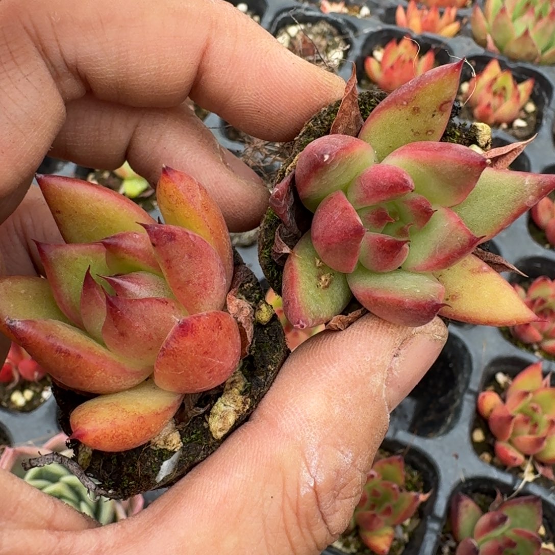 10-45左五韩国红东云十棵量拍发货