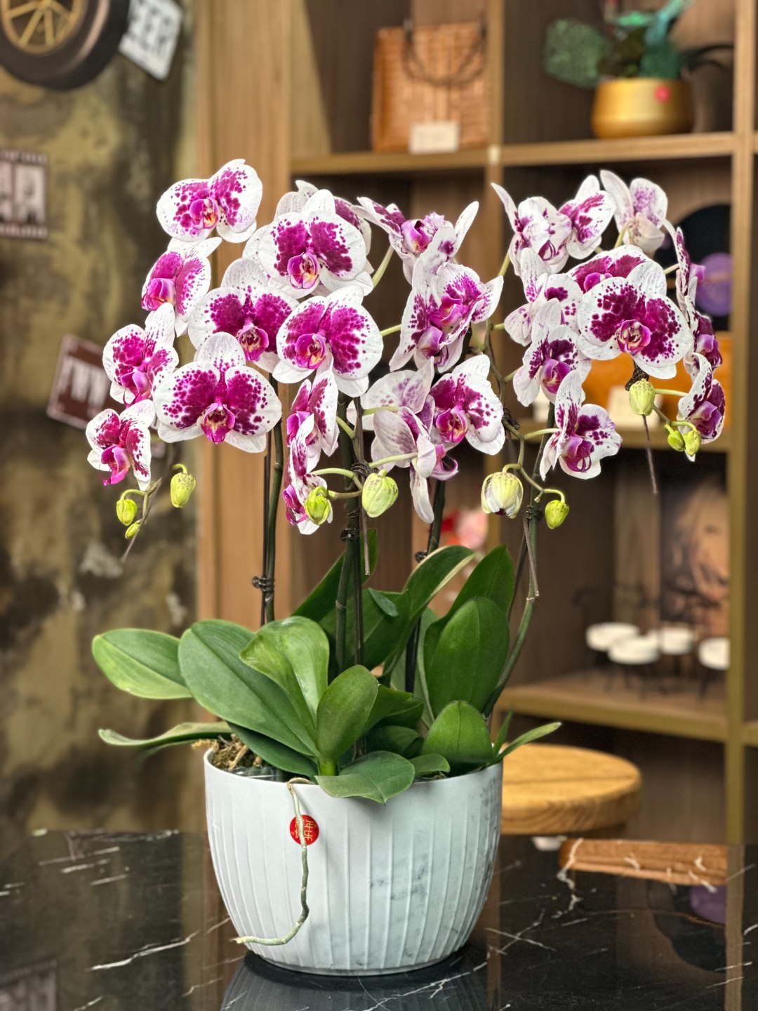 鸿运财神蝴蝶兰3.5特大杯带花带花苞室内盆栽花卉绿植兰花
