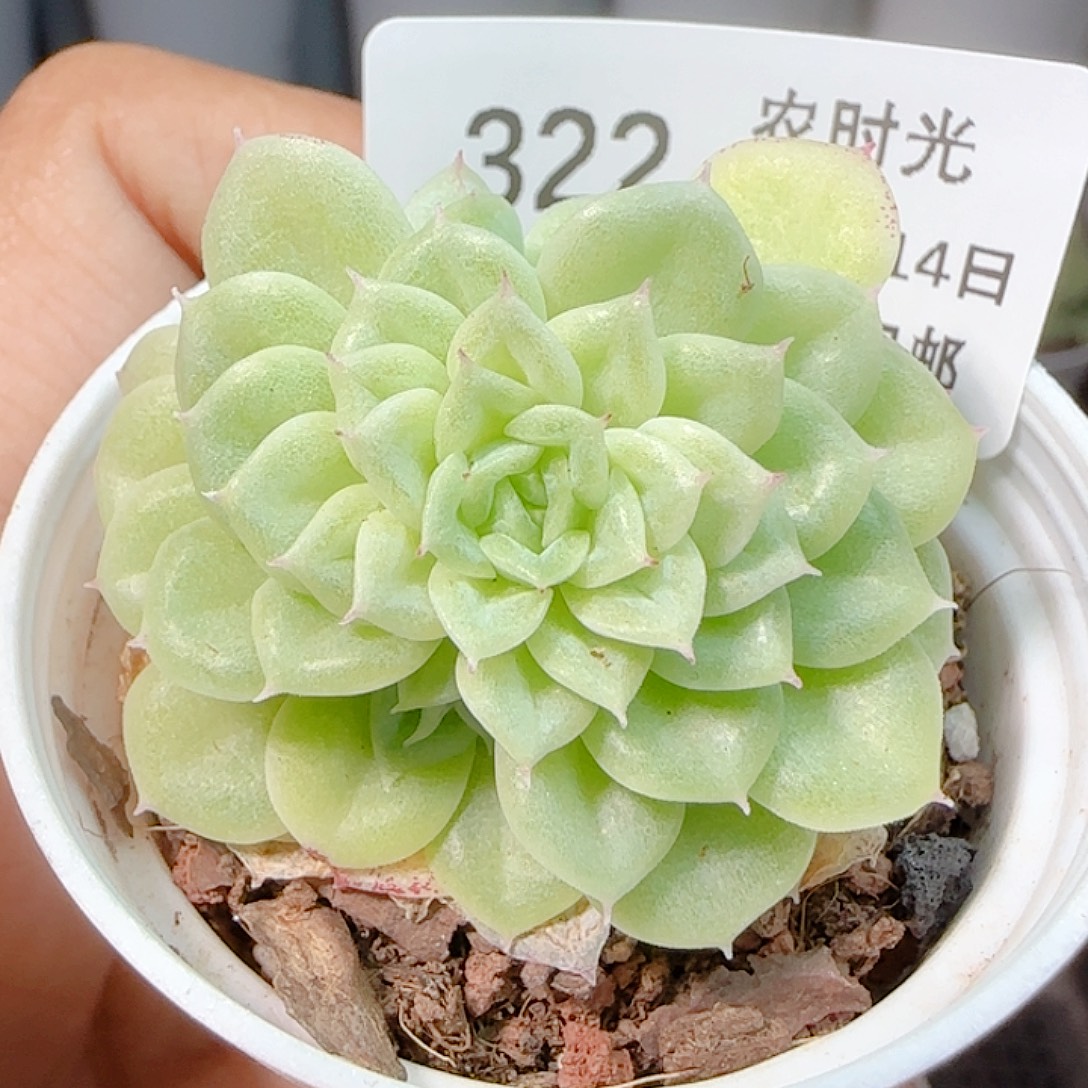 1114-322优选麦杆