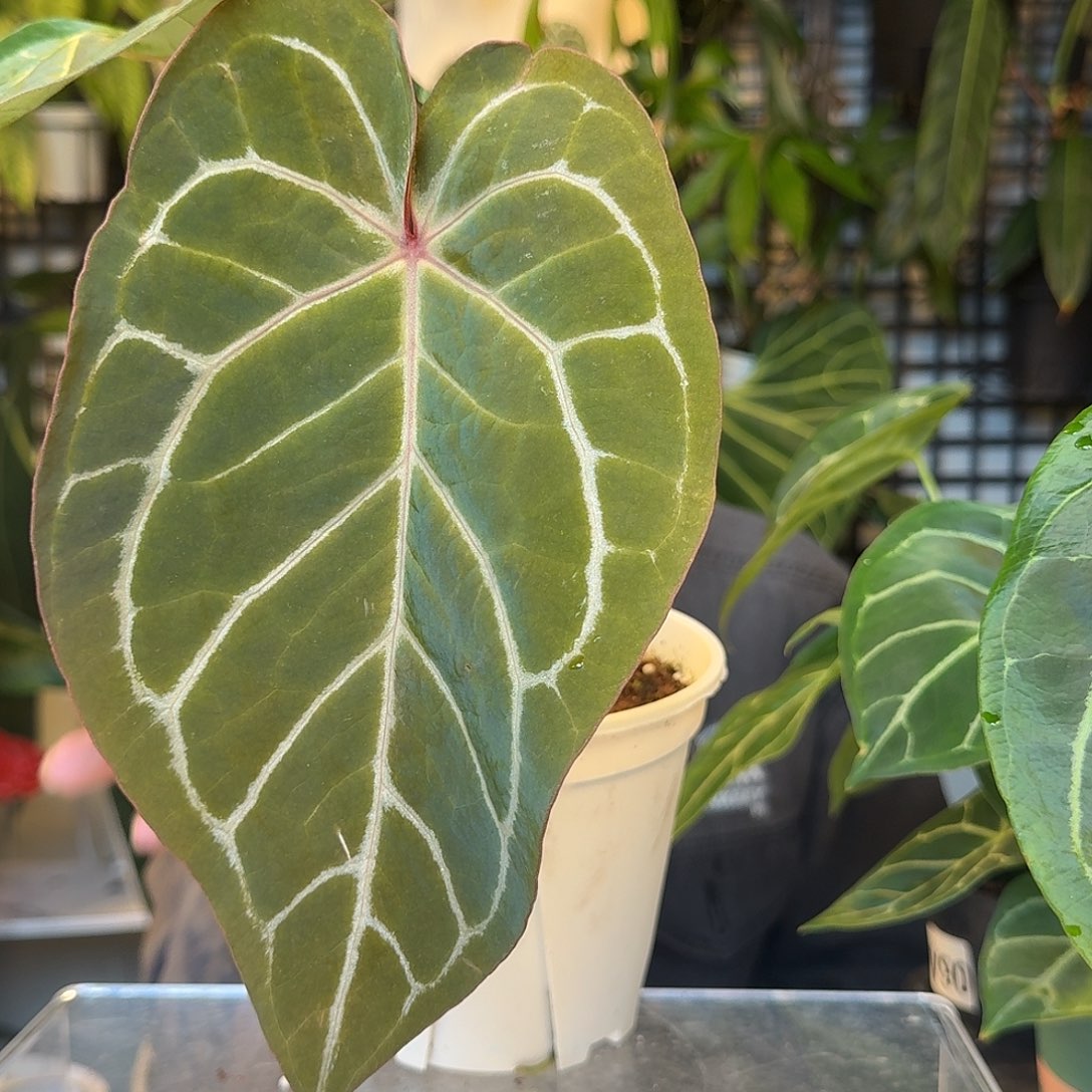 完全开放红水晶杂南美水晶Ｖ93