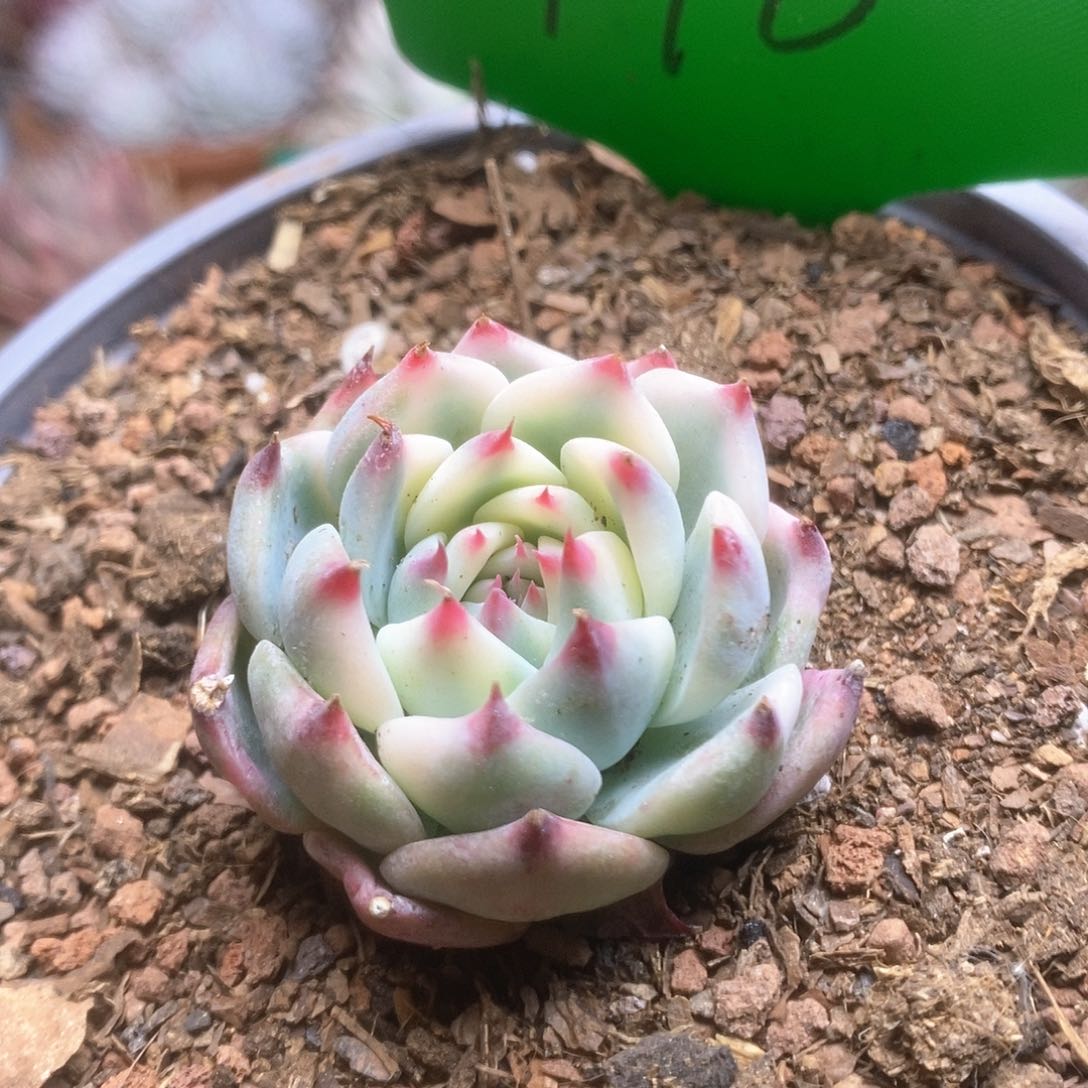 170锦锦锦锦锦锦锦锦