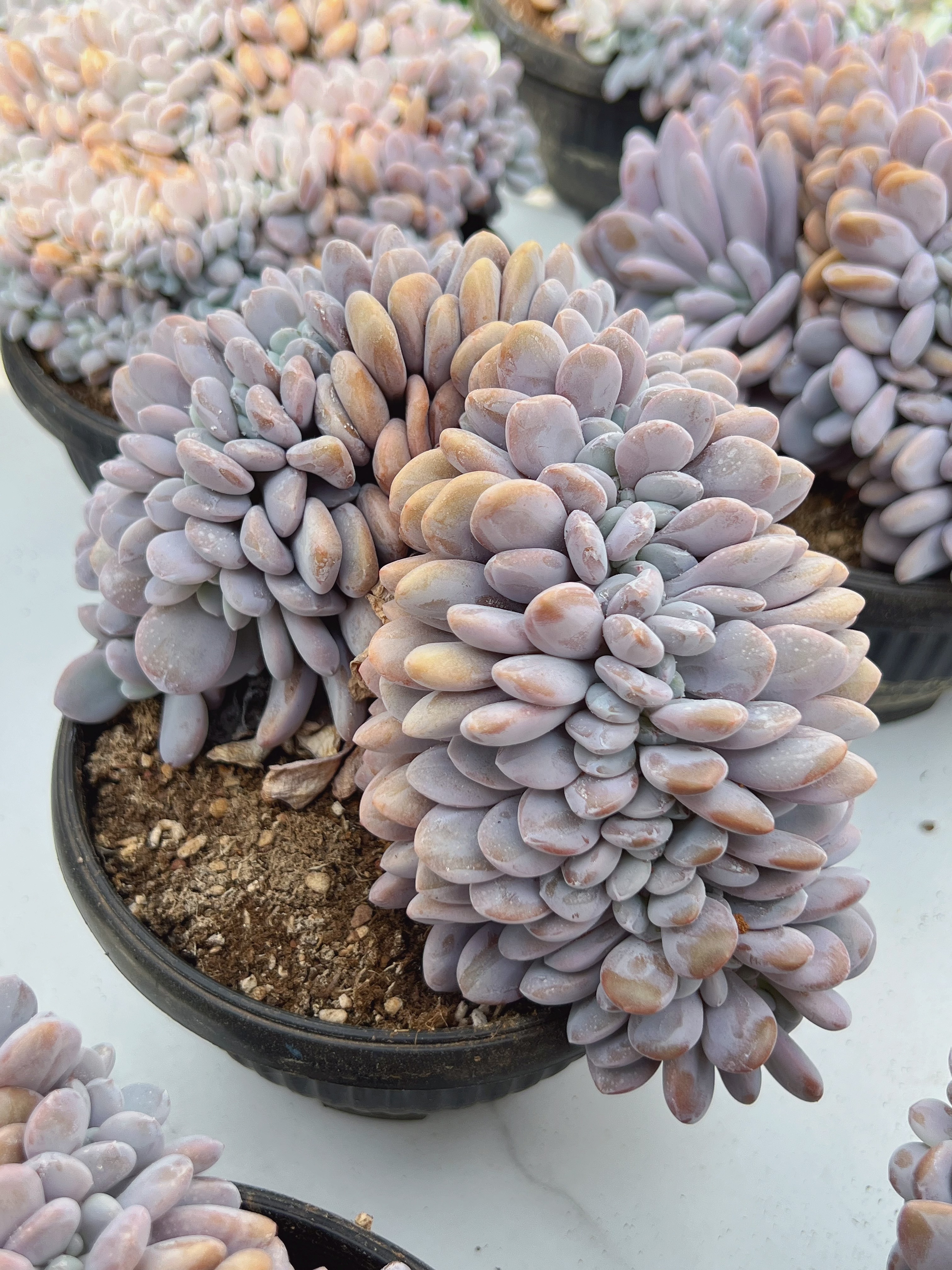 160#大粉兔缀化（13-16cm）脱土