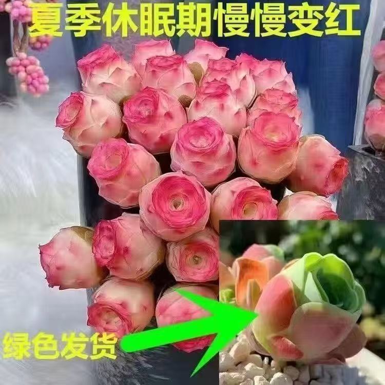 【山地玫瑰粉玫瑰】水蜜桃粉玫瑰混搭款 多肉植物