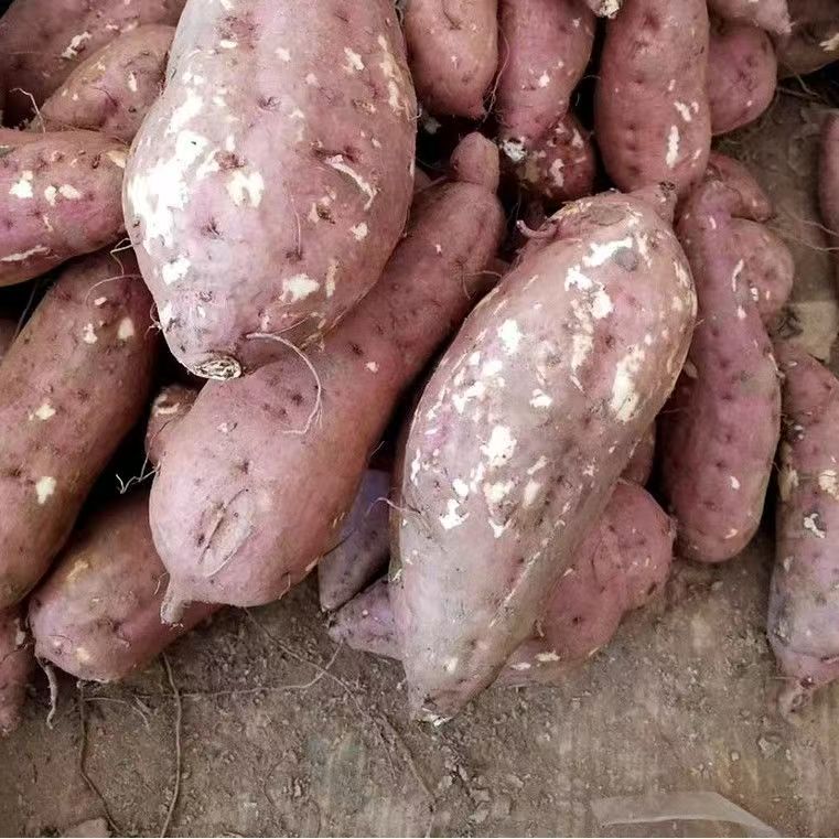 湖北农家红薯恩施红薯绿色新鲜健康