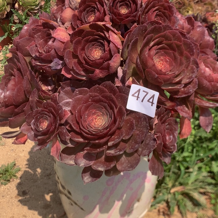 474变异多肉植物