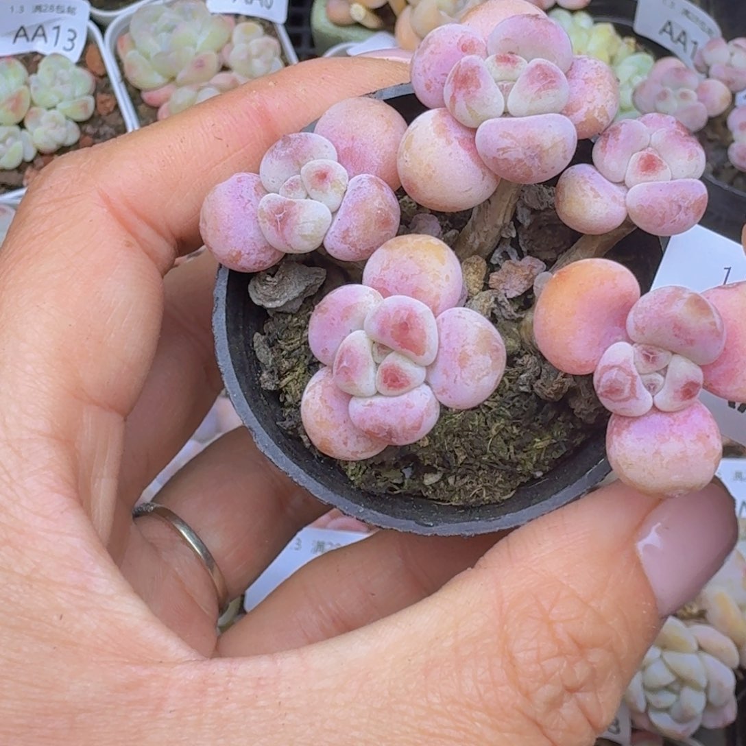 奶酪群一颗带盆发