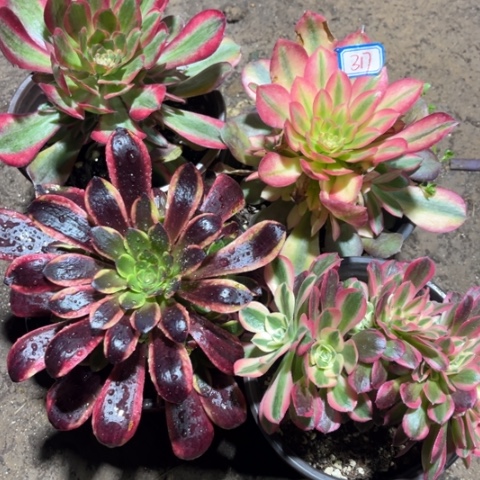 317多肉植物组合