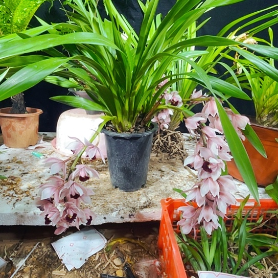 无花朵虎头兰虎头啦