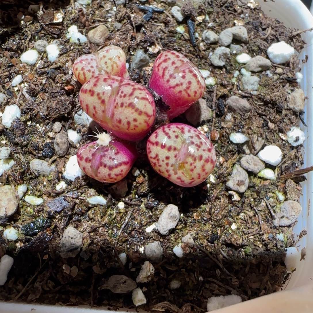 肉锥多肉植物百科4-286