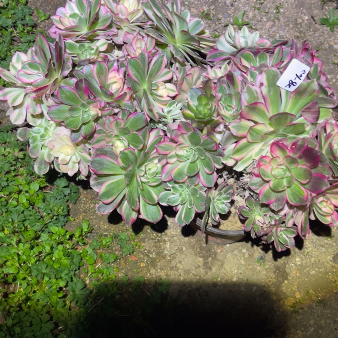 12-28-100西施砍头群两颗