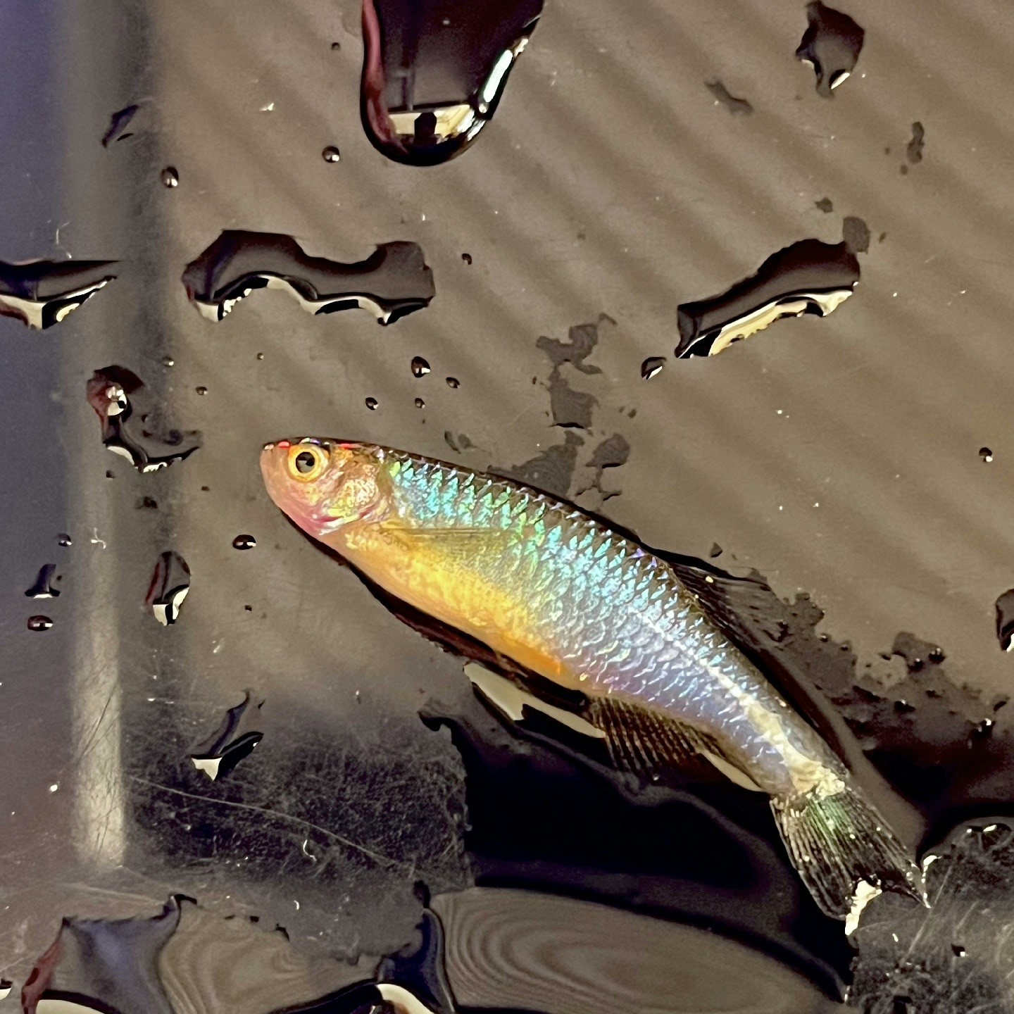 玫瑰丹玫瑰丹鱼玫瑰丹鱼批发原生鱼冷水鱼吉罗鱼灯鱼