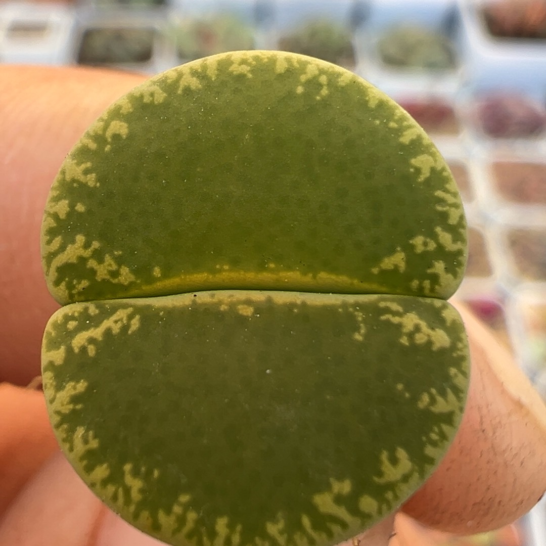 220多肉植物百科知识