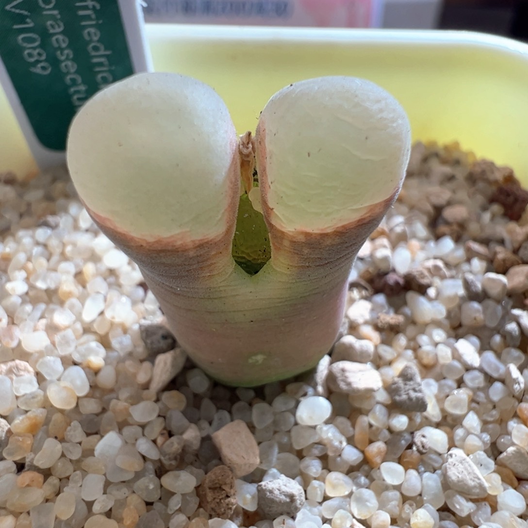 513。青蛙优选1089鲑鱼粉 内双头大母本