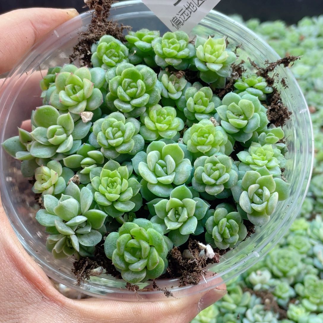 小圆叶珍妮一物一拍370.