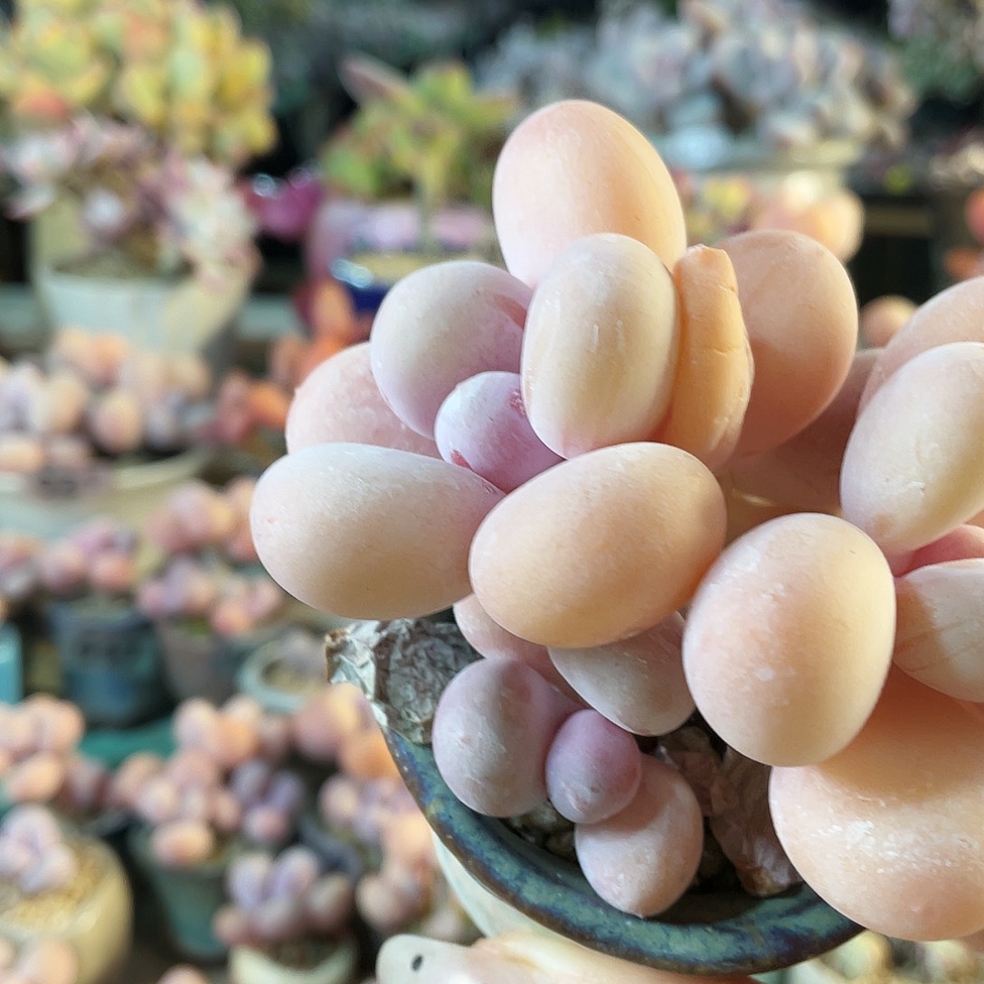 年****多肉植物的生长发育和生长发育