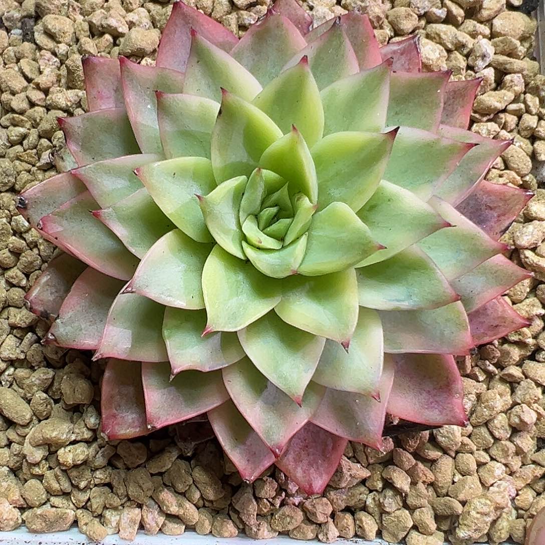 哈密瓜锦多肉植物