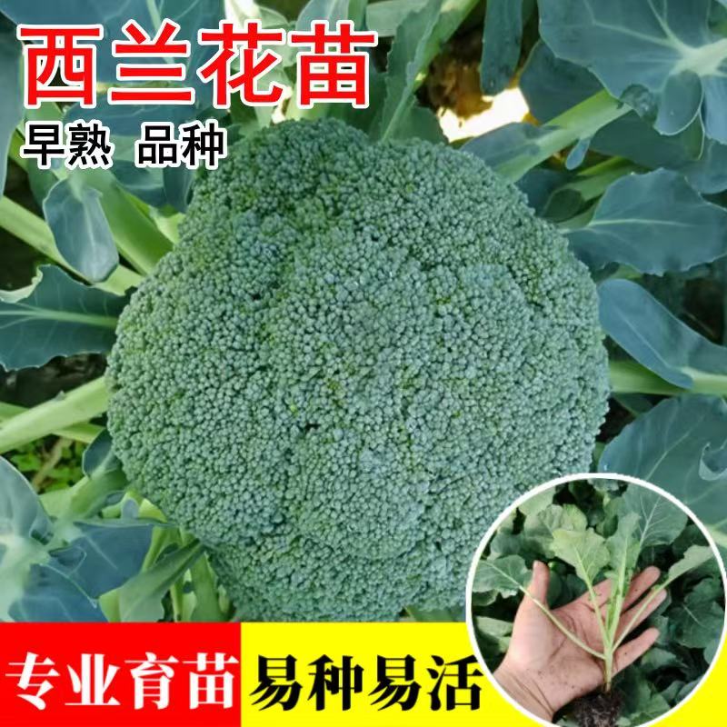 高产西蓝花苗秧苗蔬菜苗新鲜菜苗青花苗易活易种耐寒耐热带土发货