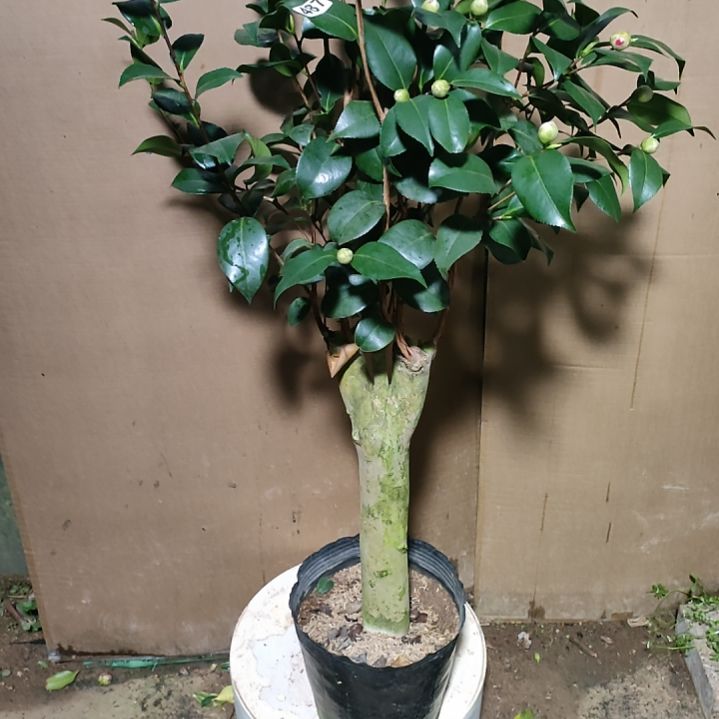 487帕克雷欧，原盆原土发货，不包邮