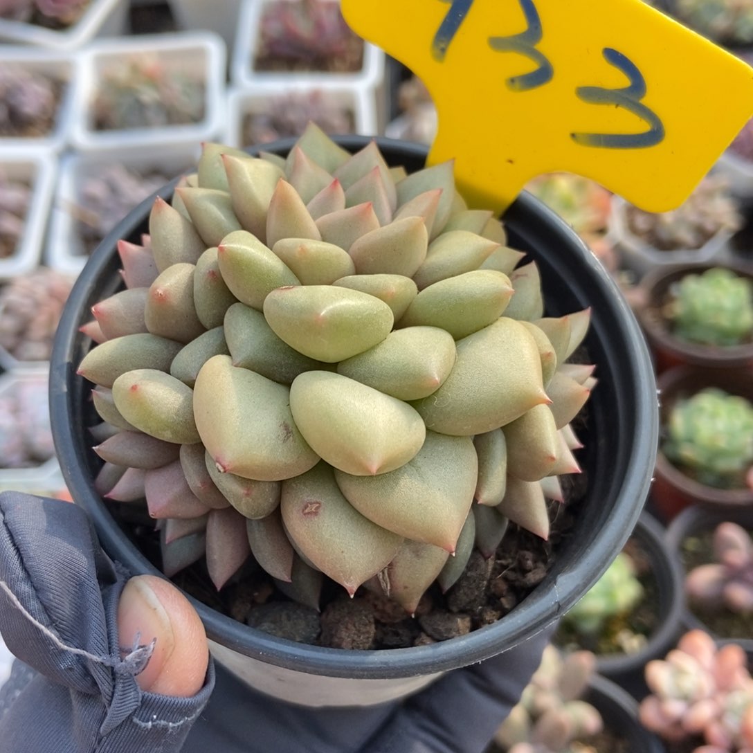 933象牙多肉植物保护