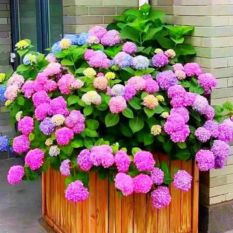 一物一拍盆栽绣球（已发货不支持拒签和仅退款）