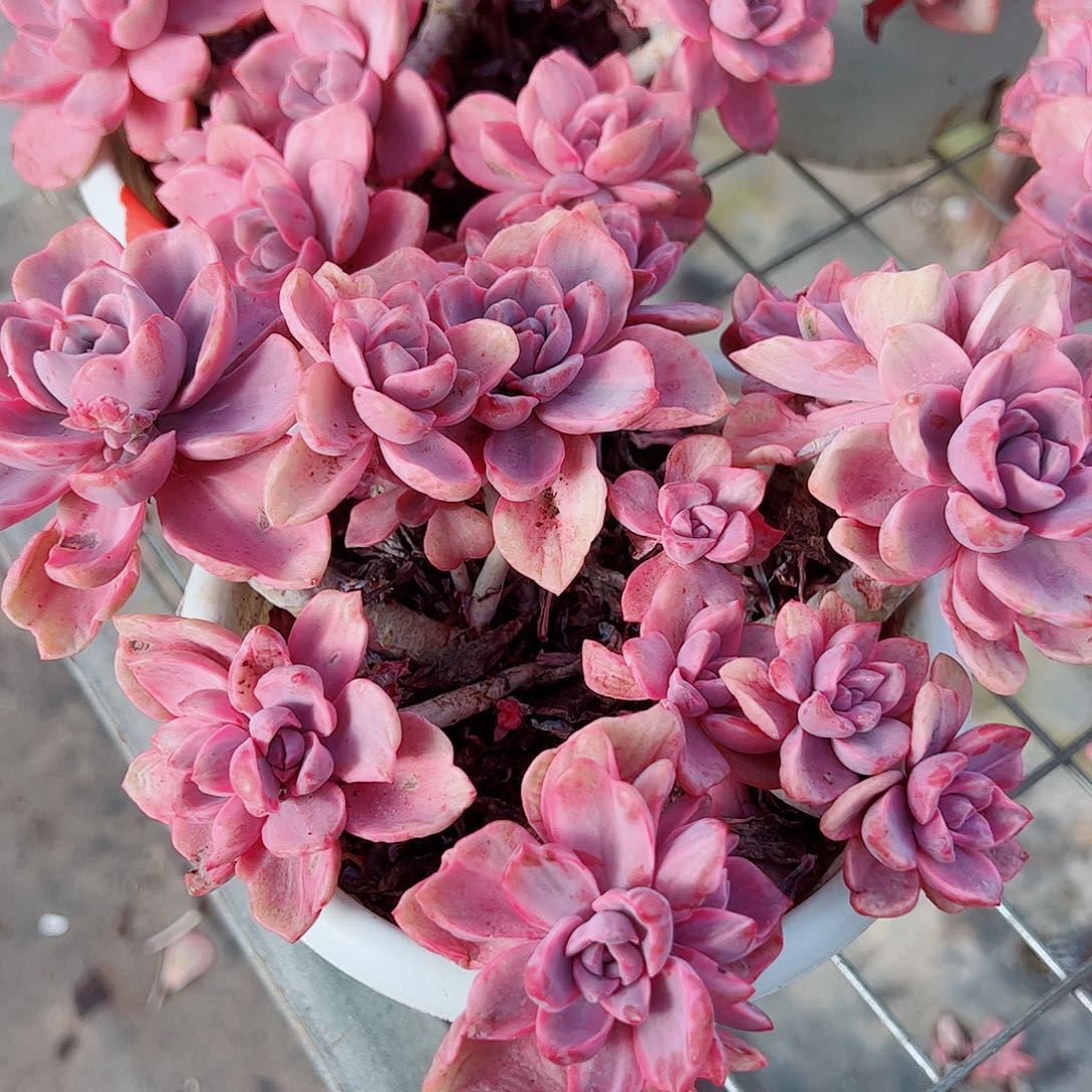 理查德夫人多头群生