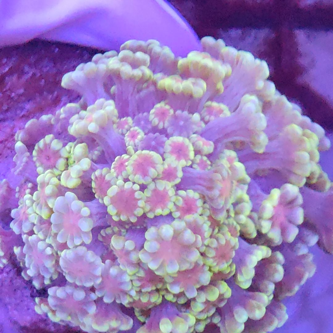 智海海洋珊瑚 不支持退货不包邮