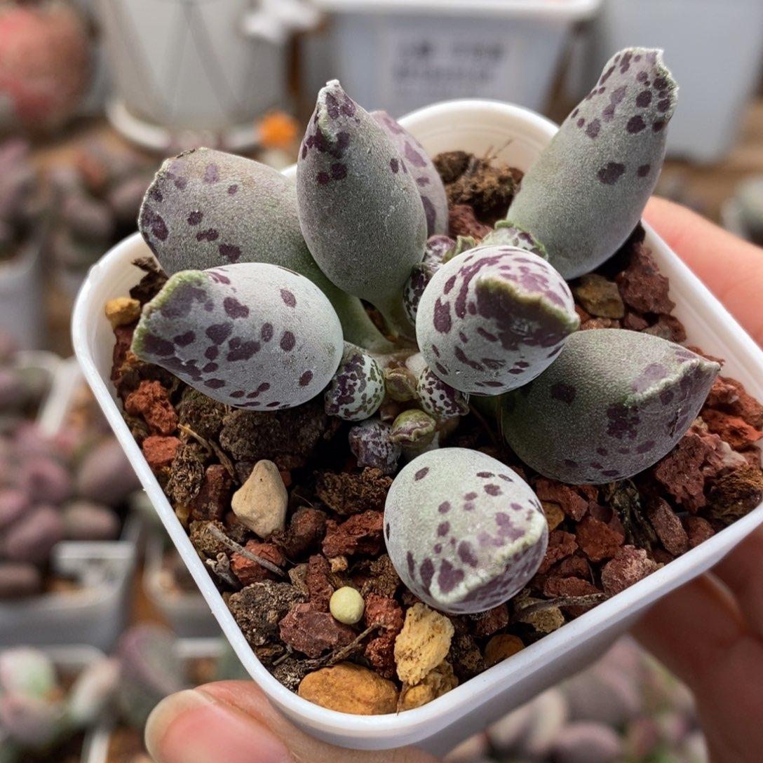 白肌海豹水泡多肉植物