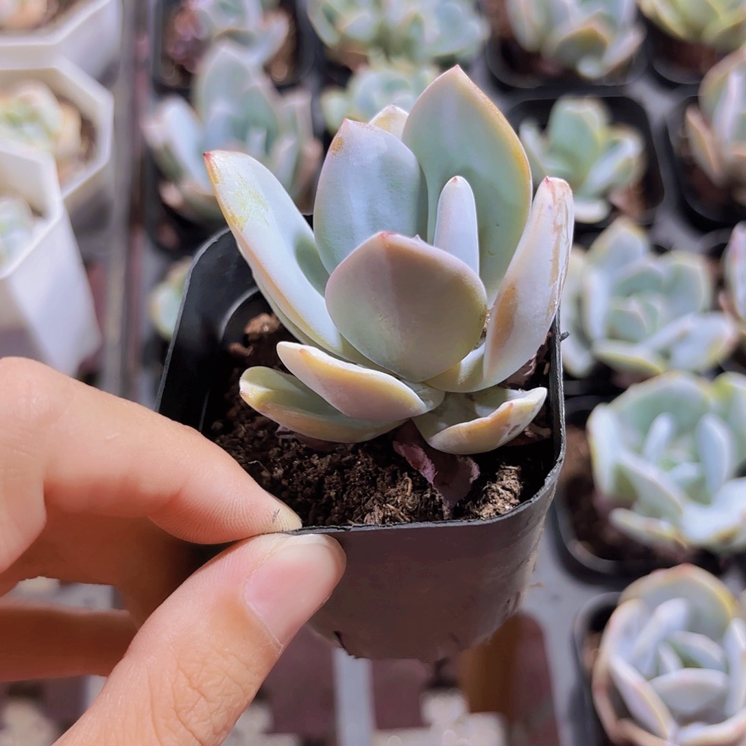精品奶茶多肉植物