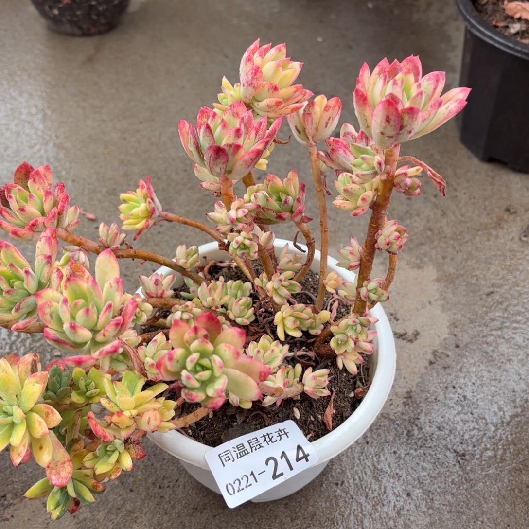 ?***?同温层多肉叮当锦214
