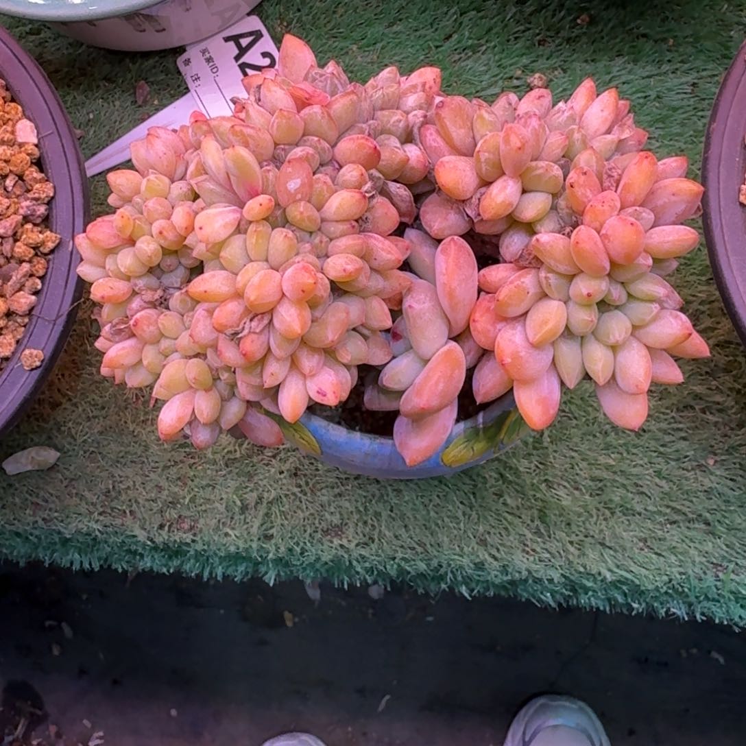 星影石榴籽缀化无砍