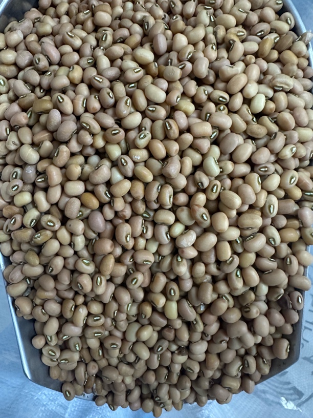 农民兄弟种植的本地小赤豆