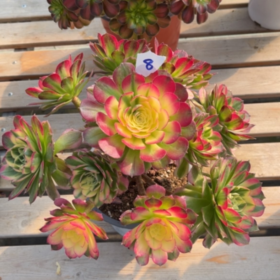 【闪购商品】8海王多肉法师