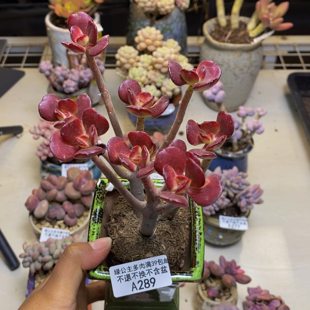 289红梅多肉肉8c m