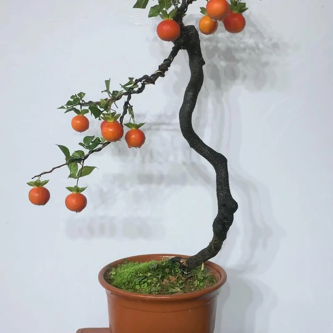 金弹子绿植盆景素材直播间老雅柿盆栽