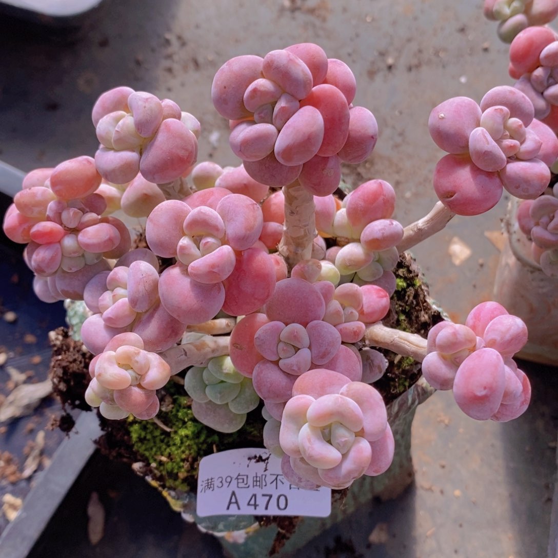 腰子洛神12cm470多肉植物